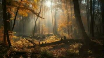 Lovely scene of an harvest time woodland with sunrays entering through the branches. video