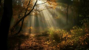 verwirrend Szene von ein sammeln Zeit Waldland mit Sonnenstrahlen eintreten durch das Geäst. video