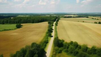 Wind airborne see - primitive road in summer. video