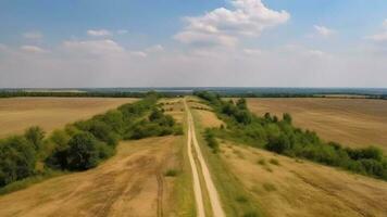 Wind airborne see - primitive road in summer. video