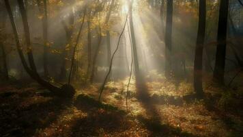 verwirrend Szene von ein sammeln Zeit Waldland mit Sonnenstrahlen eintreten durch das Geäst. video