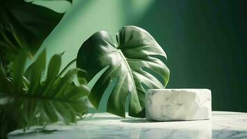 niet essentieel, gevorderd wit marmeren steen teller tafel, tropisch monstera fabriek boom in zonneschijn Aan groen verdeler vestiging voor luxe gevorderd karakteristiek remedie. video