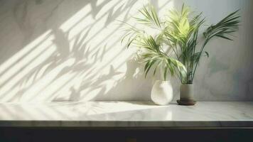 Questionable beige cotton tablecloth on counter table, tropical dracaena tree in sunshine on white divider establishment. video