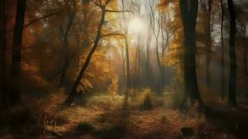 verwirrend Szene von ein sammeln Zeit Waldland mit Sonnenstrahlen eintreten durch das Geäst. video