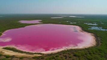 eterisk ser av rosa sjö, förvånande ser från ströva. video