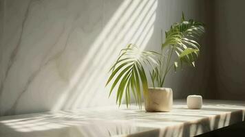 insuficiente beige algodón Manteles en mostrador mesa, tropical árbol de serpiente árbol en luz en blanco divisor base. video