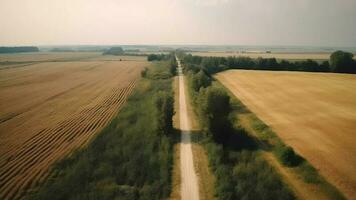 vento aerotrasportato vedere - barbaro strada nel estate. video