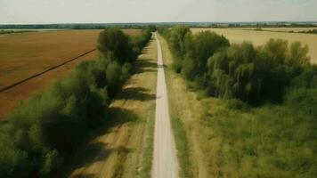 Wind airborne see - primitive road in summer. video