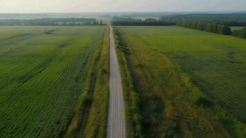 Wind airborne see - primitive street in summer. video