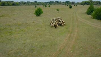 antenne visie van een kudde van wit en grijs eenden drijvend Aan een rivier- omringd door groen bomen video