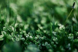 Green grass botany and nature landscaping for the home area, landscaping and taking care of nature and the environment photo