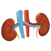 Anatomy Human Kidney png