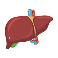 anatomia humano fígado png