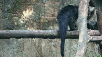 esta es un binturong a zoo. binturong es un tipo de grande comadreja, un miembro de el Viverridae tribu. esta animal es además conocido como el malayo algalia gato, asiático gato oso, palawan gato oso, o simplemente bearcat video