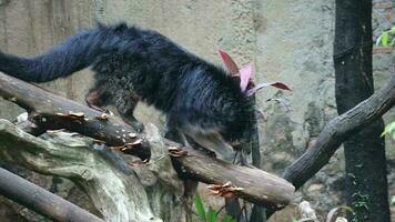 Questo è un' Binturong a zoo. Binturong è un' genere di grande donnola, un' membro di il viverridi tribù. Questo animale è anche conosciuto come il malese zibetto gatto, asiatico gatto orso, palawan gatto orso, o semplicemente Bearcat video