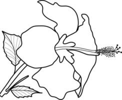 skecth de hibisco flor vector