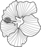 skecth de hibisco flor vector