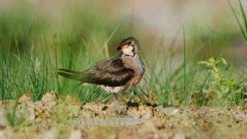 el oriental pratincole tiene un corto rojo cuenta con negro inclinado cabeza, cuello y cofre ligero grisáceo marrón. video