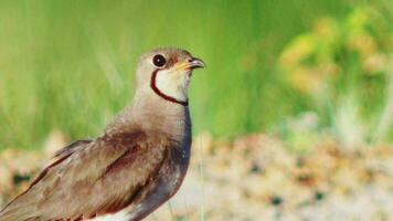 The Oriental Pratincole has a short red bill with black tipped head, neck and chest light grayish brown. video