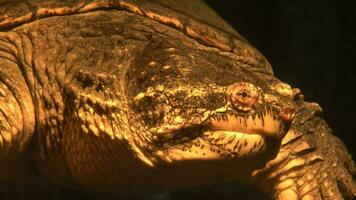 snappen schildpad chelydra serpentina zwemt in een aquarium video