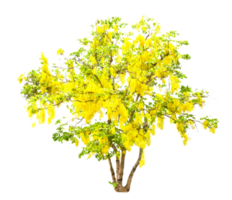 d'oro doccia o Cassia fistola isolato png