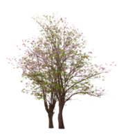 Pink trumpet tree or Tabebuia rosea isolated png