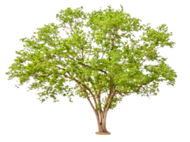 arbre vert isolé png