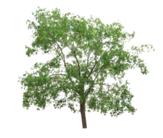 grüner Baum isoliert png