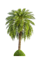 Foxtail palm tree isolated png