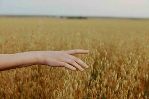 human hand Spikelets of wheat sun nature agriculture Lifestyle unaltered photo