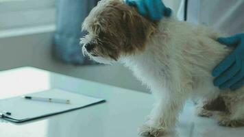 retrato do grande branco cachorro deitado em exame mesa dentro clínica com irreconhecível veterinário ouvindo para batimento cardiaco através da estetoscópio, cópia de espaço video