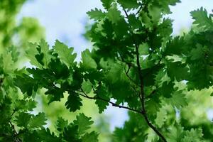 Green fresh leaves on the branches of an oak close up against the sky in sunlight. Care for nature and ecology, respect for the Earth photo