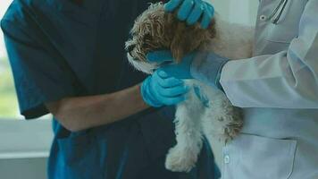 Porträt von groß Weiß Hund Lügen auf Untersuchung Tabelle im Klinik mit unkenntlich Tierarzt Hören zu Herzschlag über Stethoskop, Kopieren Raum video