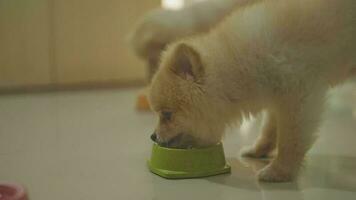 4k video, Close up of beautiful dog eating dog food from bowl at home, Puppy eating dogs food, Small dog breeds or Pomeranian smelling a snack that owner giving to it. concept of online shop delivery video