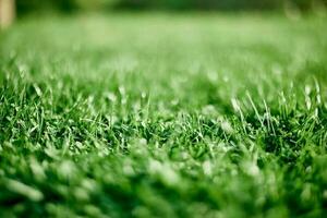 Fresh leaves of young green grass taken close-up on a summer sunny day in the light of a sunset sky, The concept of ecology and care for the environment and the planet photo