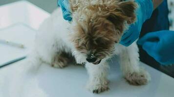 examinar el del veterinario aliento en trabajo ropa, escucha a el aliento de un pequeño perro, veterinario clínica, mascota cuidado concepto. video