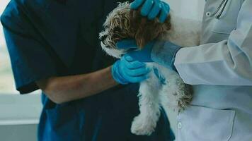 undersöka de veterinär andetag i arbete kläder, lyssna till de andetag av en små hund, veterinär klinik, sällskapsdjur vård begrepp. video