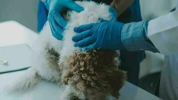 onderzoeken de dierenarts adem in werk kleren, luister naar de adem van een klein hond, veterinair kliniek, huisdier zorg concept. video