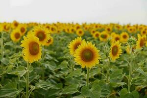 brillante girasol campo en el verano Brillo Solar color imagen foto