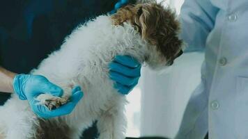 examinar a Veterinários respiração dentro trabalhos roupas, ouço para a respiração do uma pequeno cachorro, veterinário clínica, animal Cuidado conceito. video