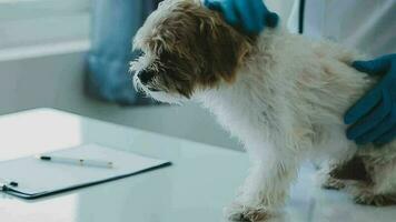 examinar el del veterinario aliento en trabajo ropa, escucha a el aliento de un pequeño perro, veterinario clínica, mascota cuidado concepto. video