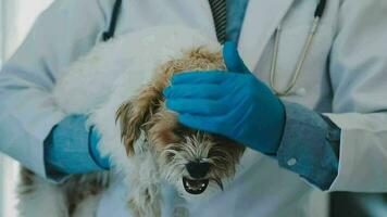 examiner le vétérinaire souffle dans travail vêtements, Ecoutez à le souffle de une petit chien, vétérinaire clinique, animal de compagnie se soucier concept. video