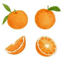 acuarela naranja Fruta aislado en blanco antecedentes. mano dibujado ilustración. vector