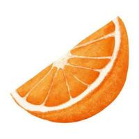 Watercolor orange fruit isolated on white background. Hand drawn illustration. vector