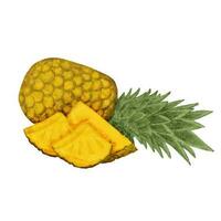 Watercolor illustration of pineapple slices and pineapples on a white background. vector