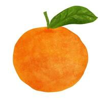 Watercolor orange fruit isolated on white background. Hand drawn illustration. vector