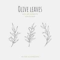 Olive leaves line art hand drawn element isolated on white background. Vector illustration