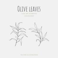 Olive leaves beautiful line art hand drawn element isolated on white background. Vector illustration