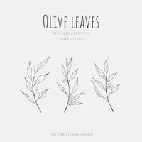 Line art olive leaves hand drawn element isolated on white background. Vector illustration