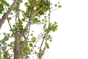 albero ramo con verde le foglie isolato png